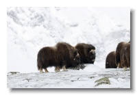 Musk Ox_ANL_7943